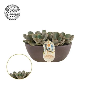 Echeveria 'Perle von Nürnberg'