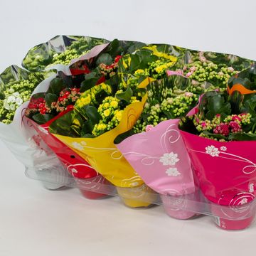 Kalanchoe blossfeldiana PERFECTA MIX