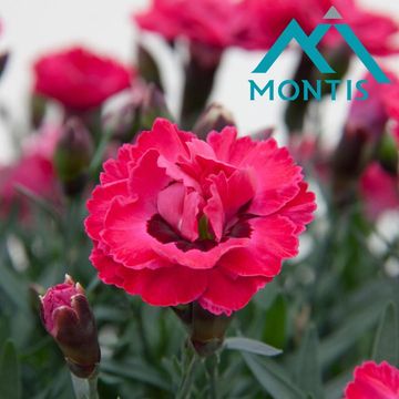 Диантус DIANTICA EARLY LOVE