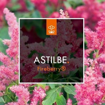 Astilbe SHORT 'N' SWEET FIREBERRY