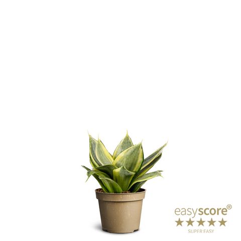 Sansevieria trifasciata 'Golden Hahnii'