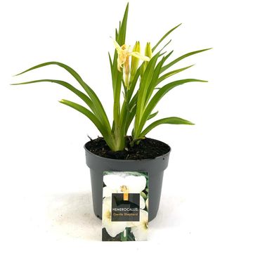Hemerocallis 'Gentle Shepherd'