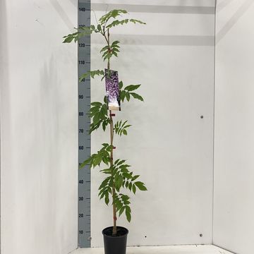 Wisteria floribunda 'Rosea'