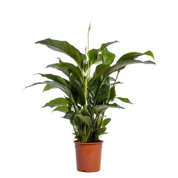 Spathiphyllum 'Sweet Lauretta'