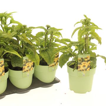 Echinacea purpurea PRAIRIE BLAZE VINTAGE LIME