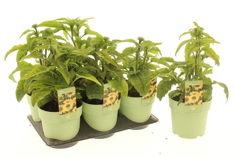 Echinacea purpurea PRAIRIE BLAZE VINTAGE LIME