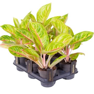 Aglaonema 'Rose Parkeet'