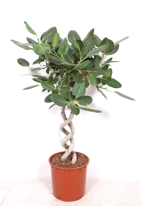Ficus benghalensis