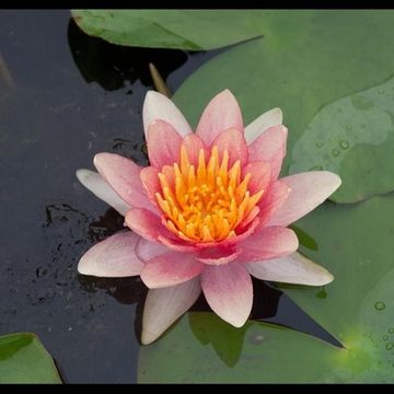 Nymphaea 'Comanche'