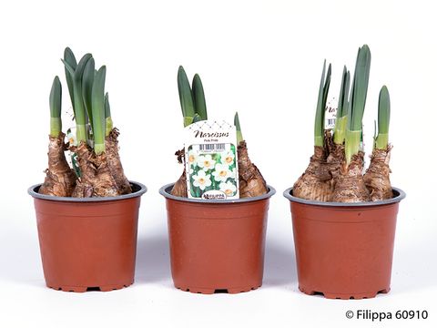 Narcissus cyclamineus