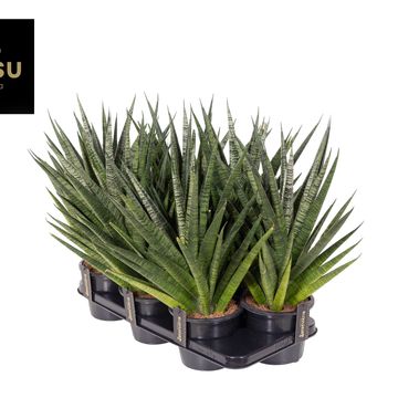 Sansevieria 'Comet Queen Marble'