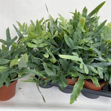 Phlebodium aureum 'Блю Стар'