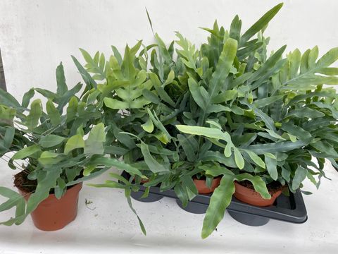 Phlebodium aureum 'Blue Star'