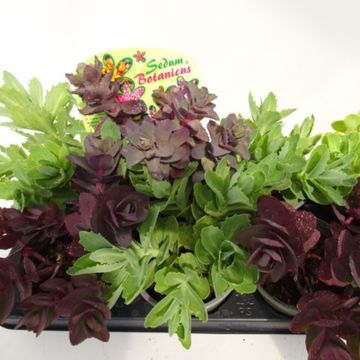 Sedum MIX