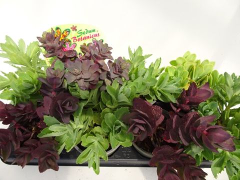 Sedum MIX