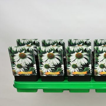 Echinacea purpurea 'White Swan'