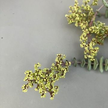 Crassula marnieriana 'Hottentot'