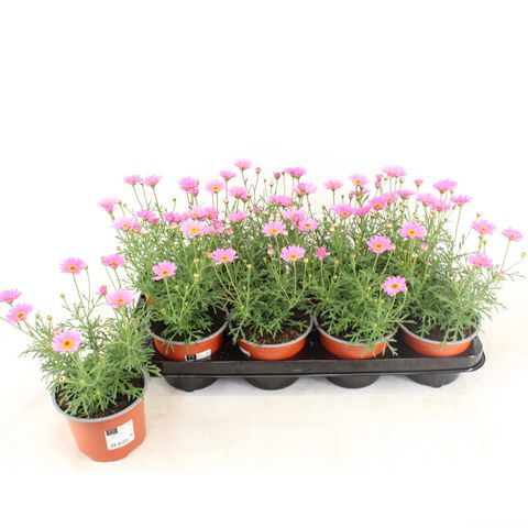 Argyranthemum frutescens 'Simba Pink with Eye'