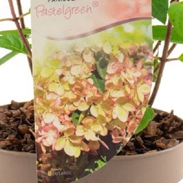 Hydrangea paniculata PASTELGREEN