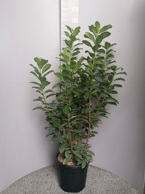 Prunus laurocerasus 'Novita'
