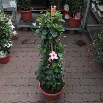 Mandevilla sanderi SUMMERSTAR EAGLE EYE