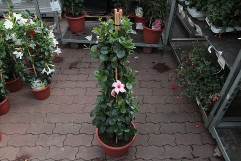 Mandevilla sanderi SUMMERSTAR EAGLE EYE