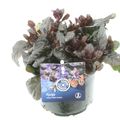 Ajuga reptans BLACK SCALLOP