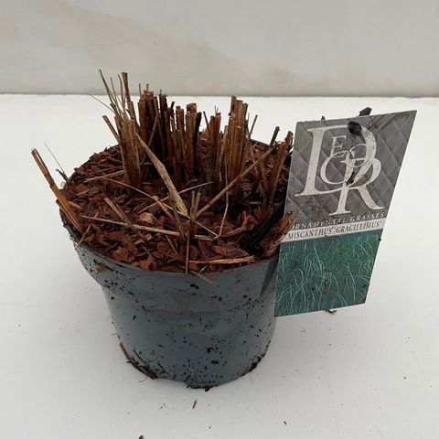 Miscanthus sinensis 'Грациллимус'