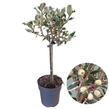 Ilex aquifolium 'Argentea Marginata'