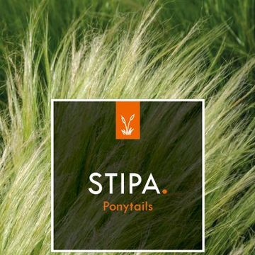 Stipa tenuissima 'Ponytails'