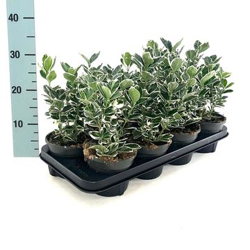 Euonymus japonicus 'Kathy'