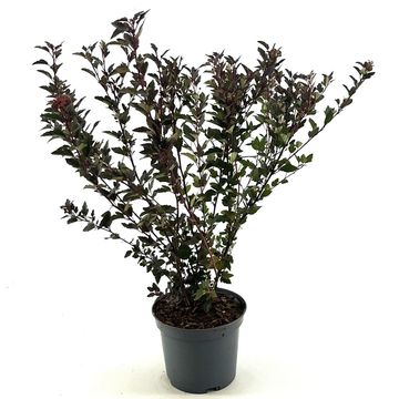 Physocarpus opulifolius