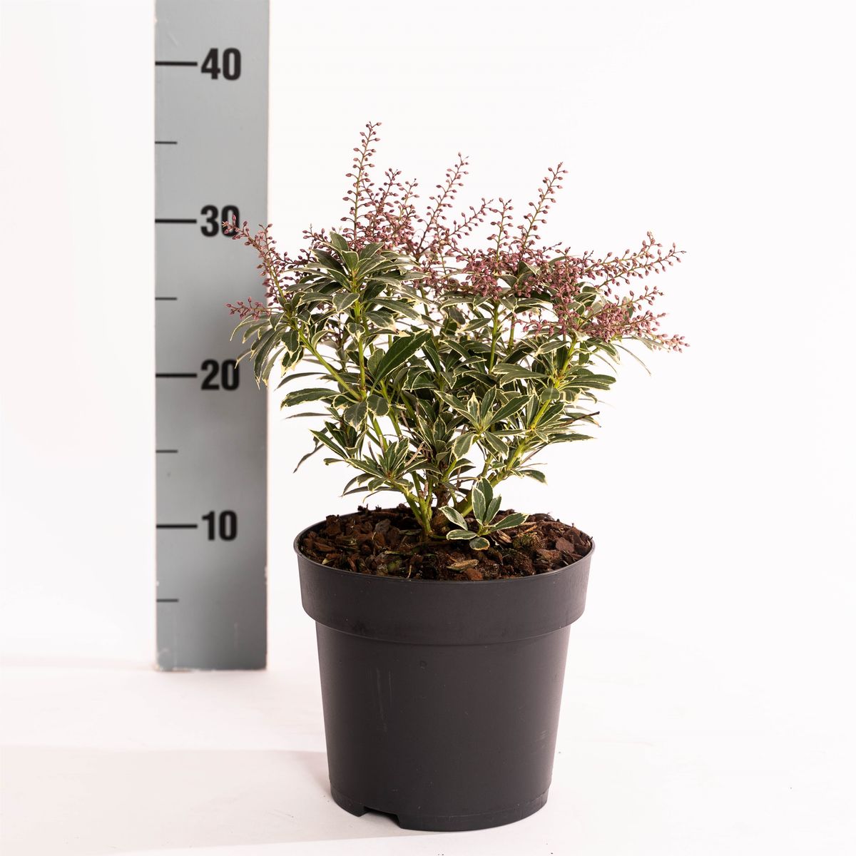 Pieris 'Polar Passion' 3Ltr Pot (NL)