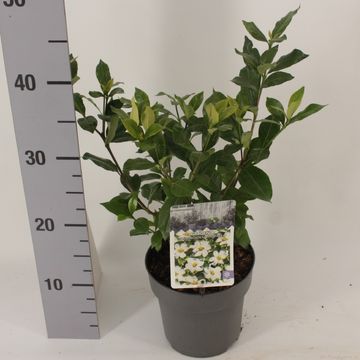 Gardenia jasminoides PINWHEEL