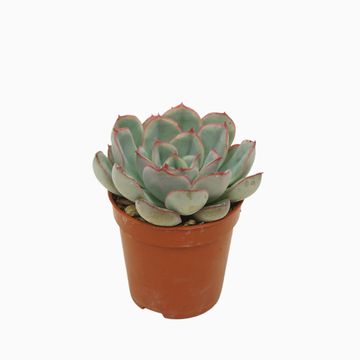 Echeveria 'Геркулес'