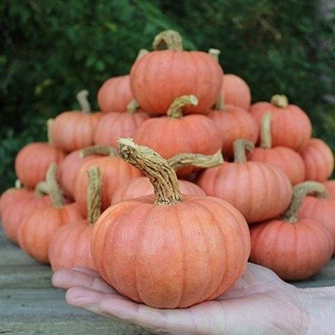 Cucurbita maxima 'Miss Sophie Pink'