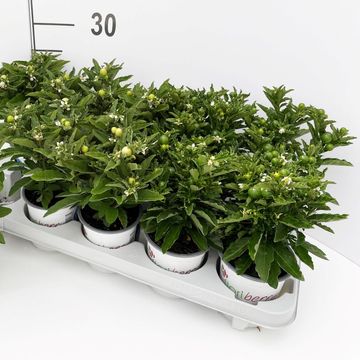 Solanum pseudocapsicum 'Supreme'