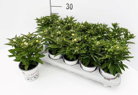 Solanum pseudocapsicum 'Supreme'