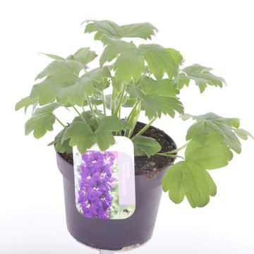 Delphinium 'Magic Fountains Dark Blue White Bee'