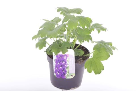 Delphinium 'Magic Fountains Dark Blue White Bee'