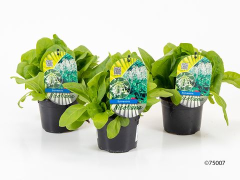 Nicotiana sylvestris