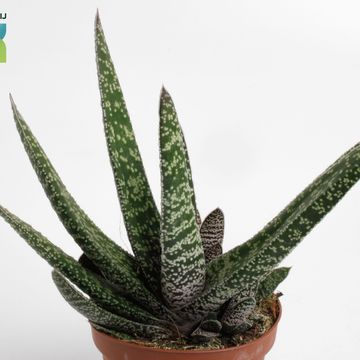 Gasteria carinata 'Big Ben'