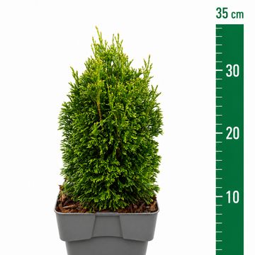 Thuja occidentalis 'Maks'