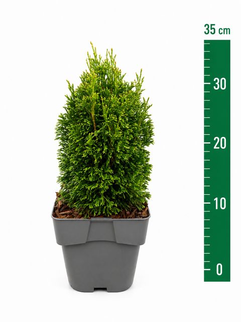 Thuja occidentalis 'Maks'