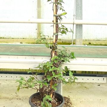 Trachelospermum jasminoides