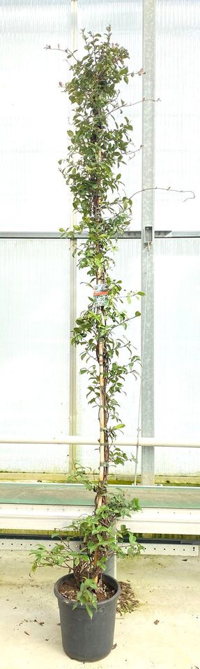 Trachelospermum jasminoides