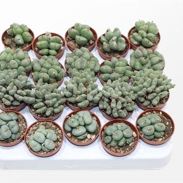 Conophytum MIX