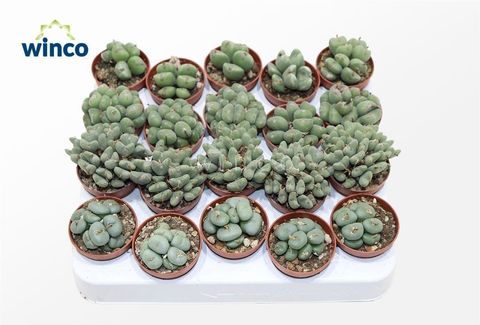 Conophytum MIX