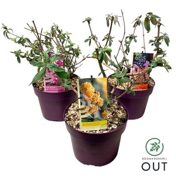 Buddleja davidii MIX