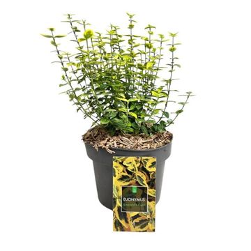 Euonymus fortunei 'Emerald 'n' Gold'